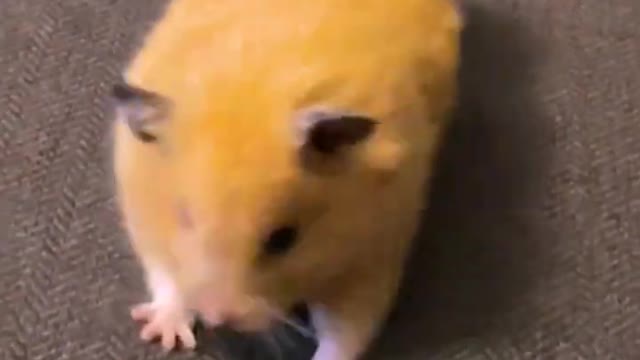 Cute hamster yawns stretching