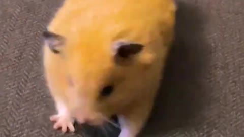 Cute hamster yawns stretching