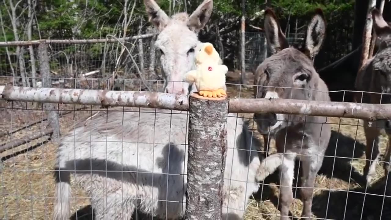 Person Gives Donkeys Squeaky Toy Duck to Play