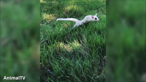 SUGAR GLIDERS Flying - Funny & Cute Compilation