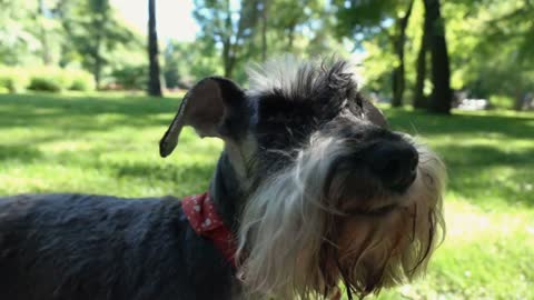 cute dog relaxing in the park slow motion shot at 240fps