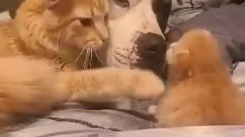 Cat mom introducing her one week old kitten to her dog friend