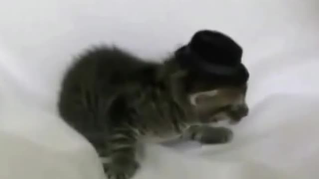 Funniest Animals Videos l The Cutest Persecuted Kitten