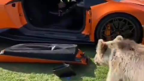 He just broke a Lamborghini #shorts #viral #shortsvideo #video