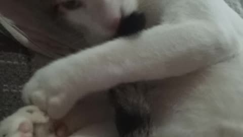 Cat Playing