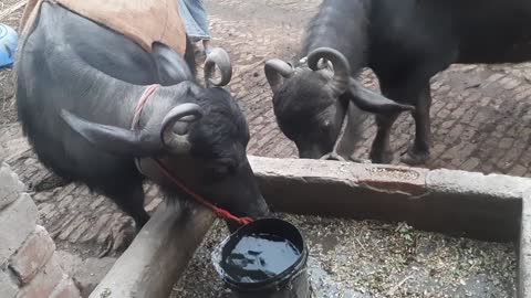 Buffalo plays game with water filled in bucket