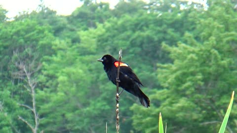 Red-winged blackbird