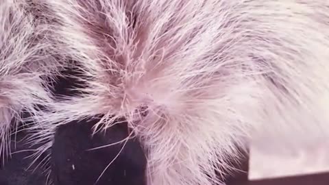 remove ticks form dog -- Tick removal from dog #dogmon (8)