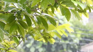 Rain Sounds