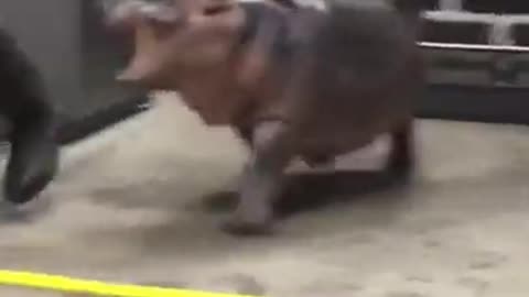 Baby hippo running around Sound on #shorts #viral #shortsvideo #video