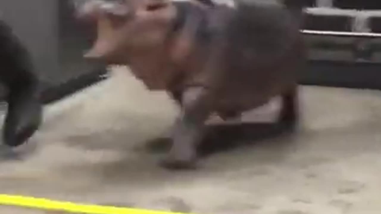 Baby hippo running around Sound on #shorts #viral #shortsvideo #video