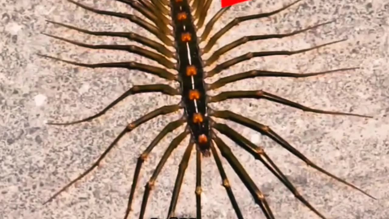 NEVER Kill This ! It Protects Your House