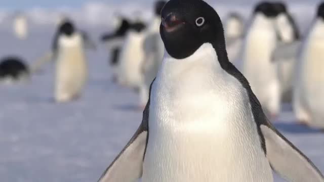 Adélie penguins on the sea ice