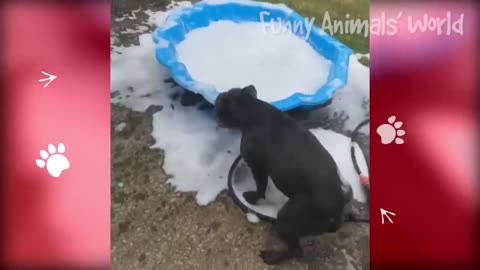 Funny Dogs And Cats 😂 - Cute Animal Reactions