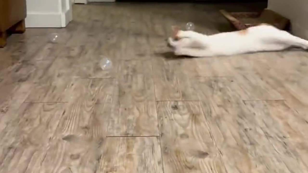 Funny Video