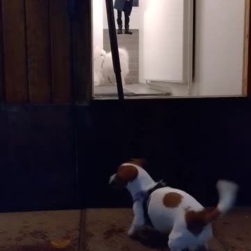 My girl waiting for her bestie to come out for a walk