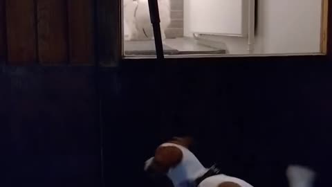 My girl waiting for her bestie to come out for a walk