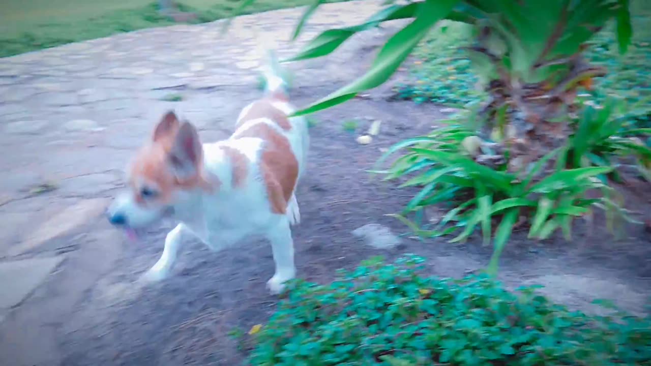 How Dog Reacts When Seeing Stranger 30 - Running, Barking?