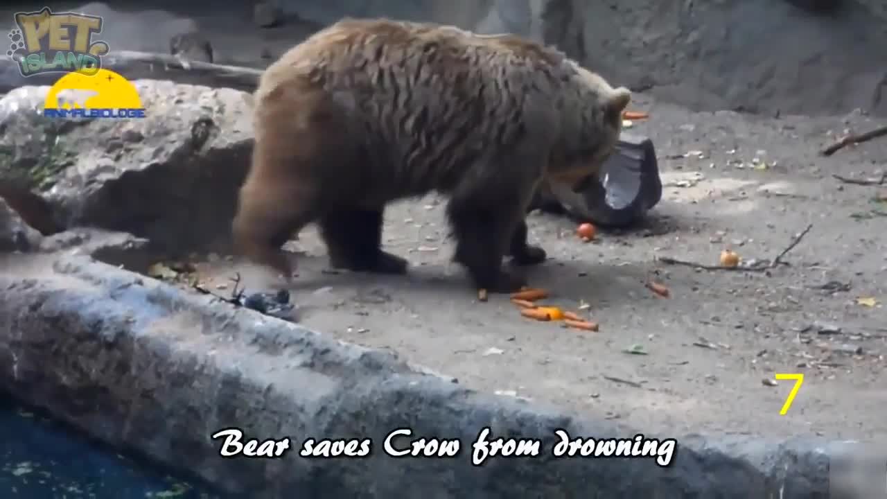 Animals have feelings too, you will cry while watching this video. 😭