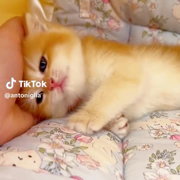 What a clingy kitten