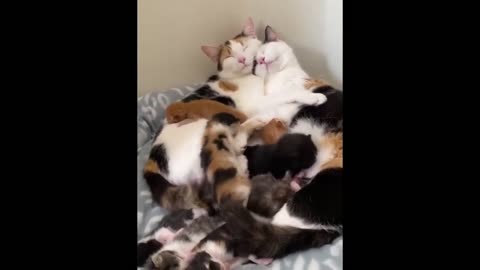 Cute Baby Animals Videos Compilation of 2023 - Part 1