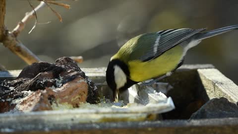 Animal Tit Volatile Food Peck Forest Nature