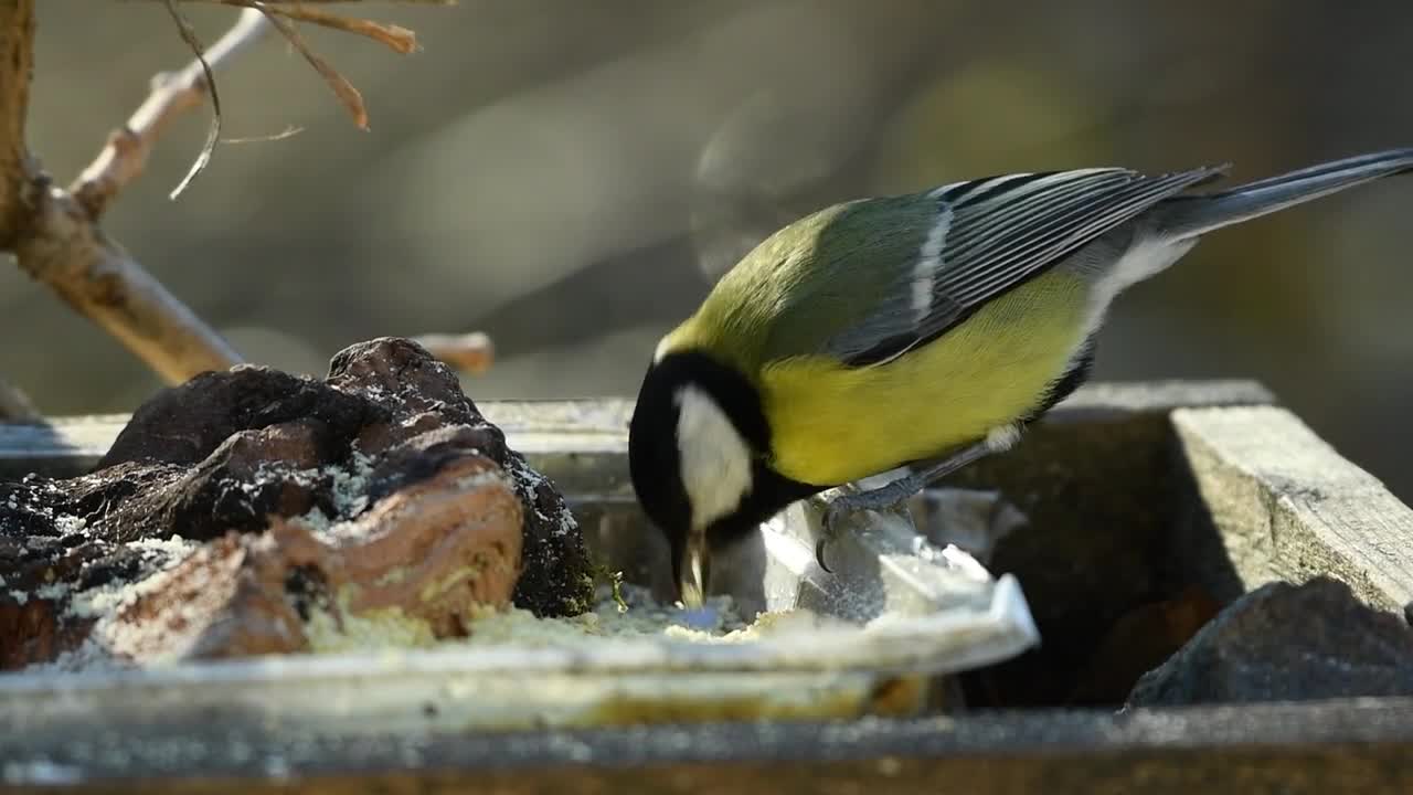 Animal Tit Volatile Food Peck Forest Nature