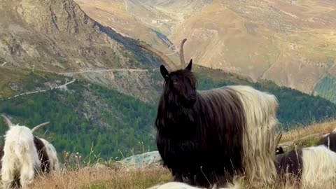 Meet the Longhair Goats in Zermatt