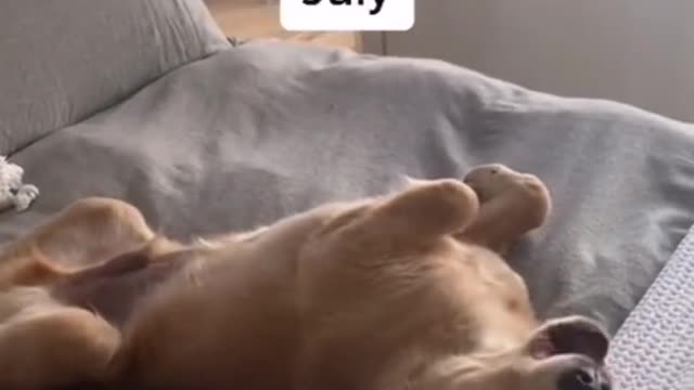 Watch Golden Retriever Grow (CUTE)