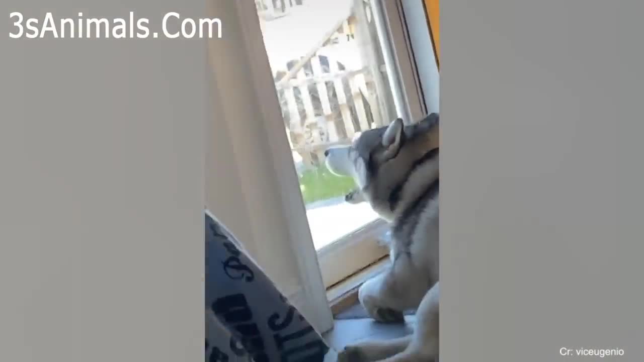 Funny Dogs Arguing With Humans