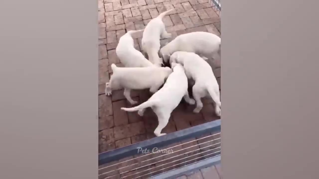 Funniest Animals 2023