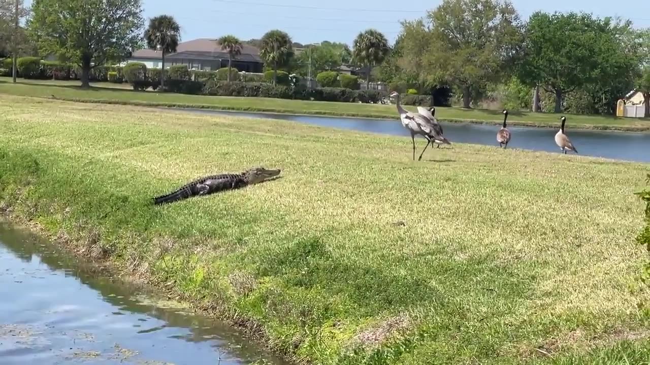 MUST SEE: Sandhill crane intimidates alligator near Florida pond