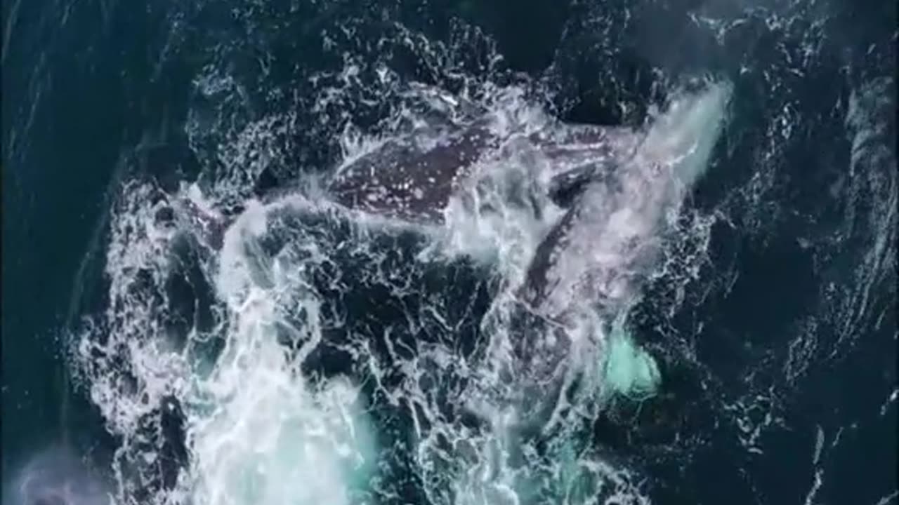 Killer Whales | Attackes on The Big Whale