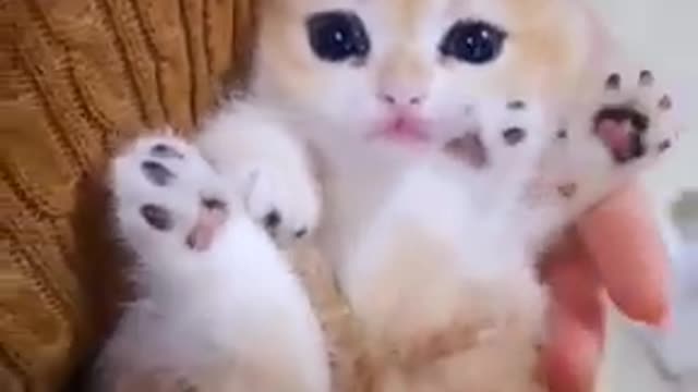 Cute Cat Compliation