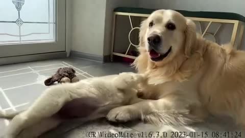 Golden Retriever Attacked by Golden Retriever Puppy