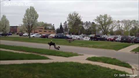 Funny Animal Videos - Animals Chasing People