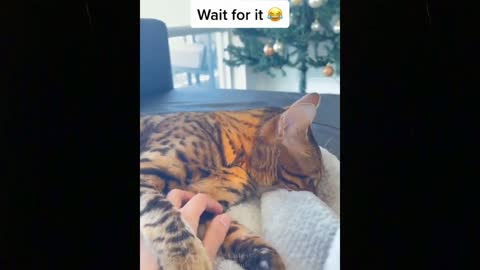 These Might be the most Adorable Pets on Tik Tok 💗