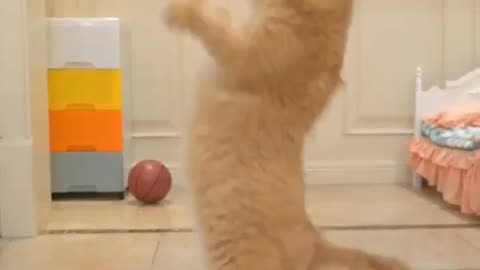 When CATS Love Sports, Funny moments of cats