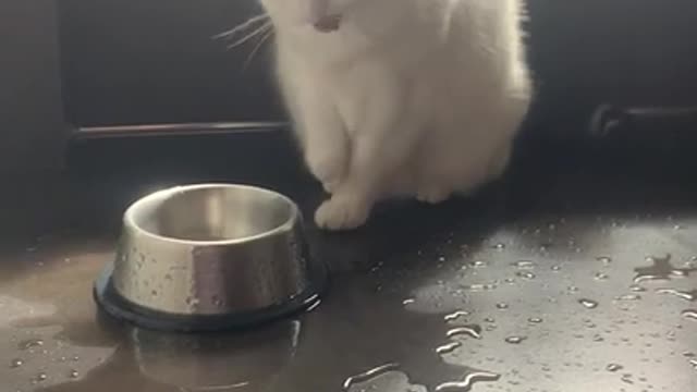 Mischievous Cat Spills Water From Their Bowl For Fun