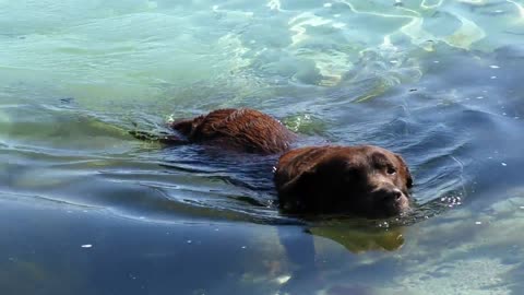 Amazing dog swimming in water