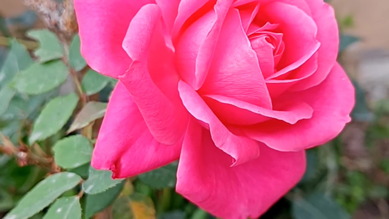 Rose blooming