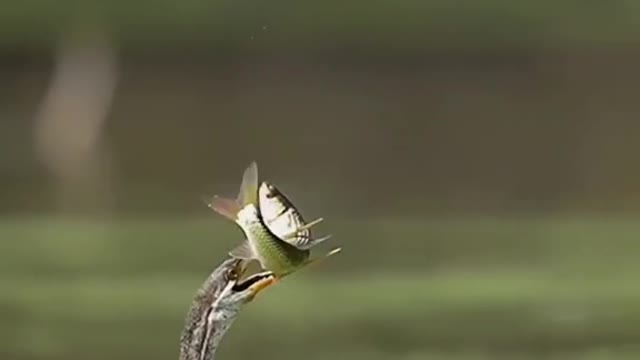 Black belly Darters eat fish too scary