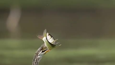 Black belly Darters eat fish too scary