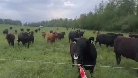 Cows_REACT_To_Quran(720p)