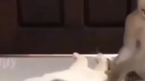 Monkey funny video