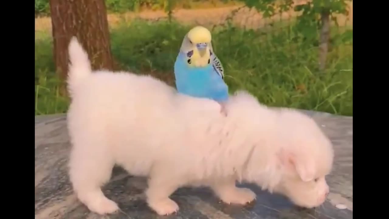 Cute animals funny video clips🥰😊 beautiful cats & bird