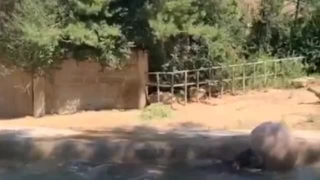 A hippo playing with a ball