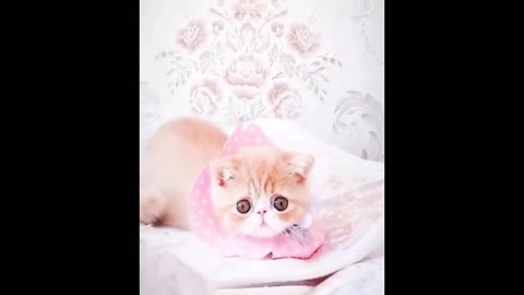 Baby Cats - Cute and Funny Cat Videos