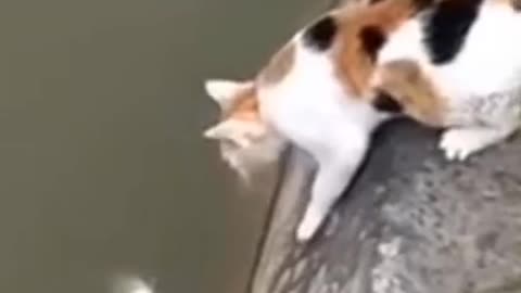 Cat Very Funny video Cute Cat Funny video#Rumble - newsR VIDEO