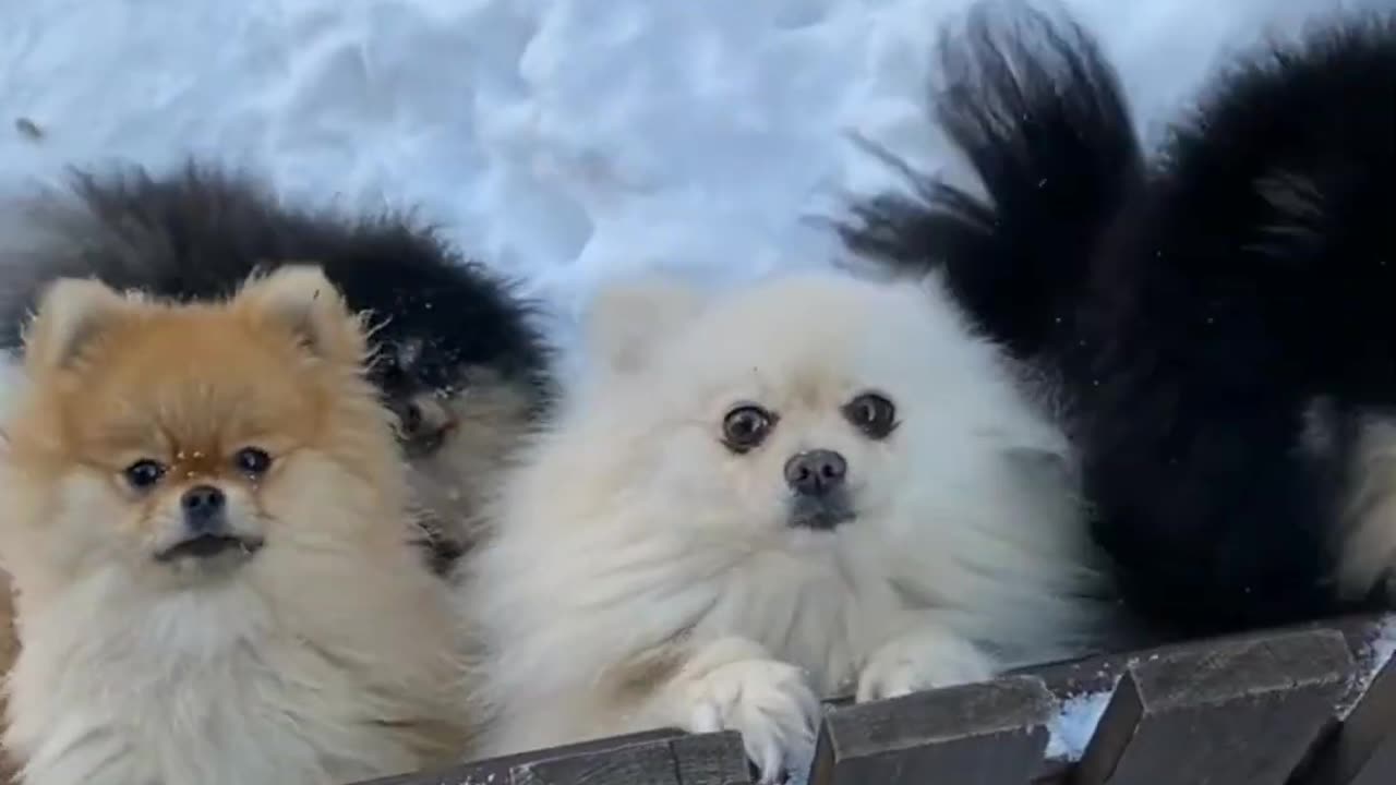 Captivating Canines: Exploring the World of Adorable Dogs in Video